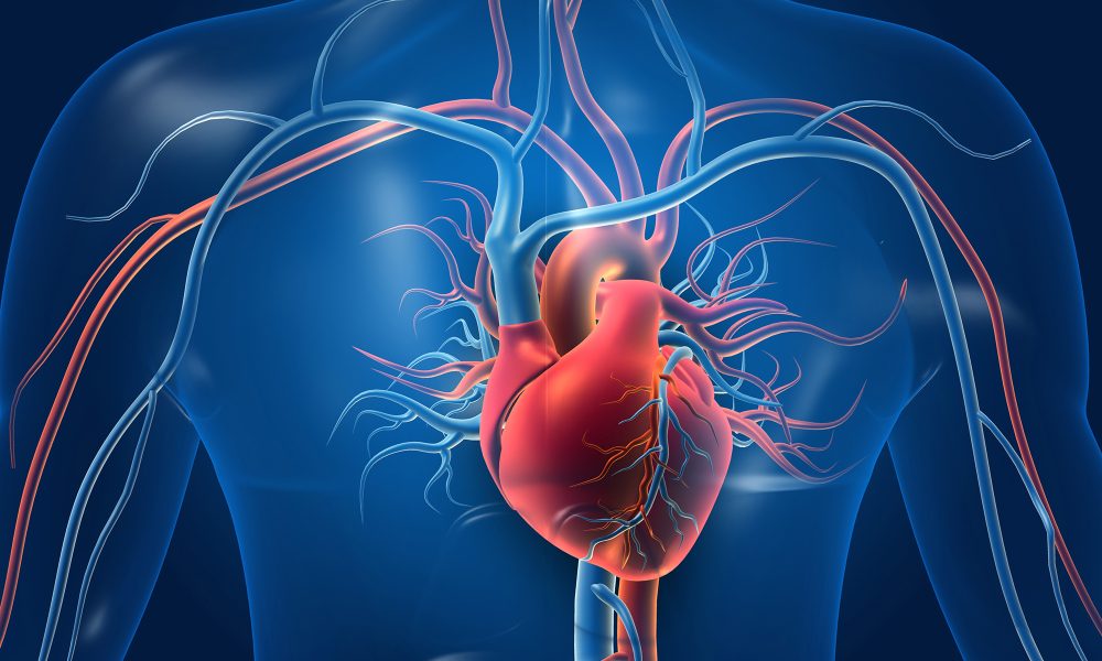 cardiovascular-system